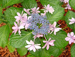 $B%@%s%9%Q!<%F%#!<(B